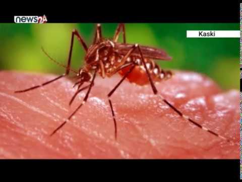कास्कीमा डेंगु संक्रमणबाट ४ सय ६४ जना प्रभावित - NEWS24 TV