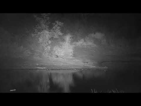 Djuma: Hippo leaving the dam - 23:40 - 10/08/21
