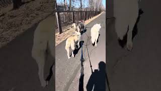 #good #puppy #walking