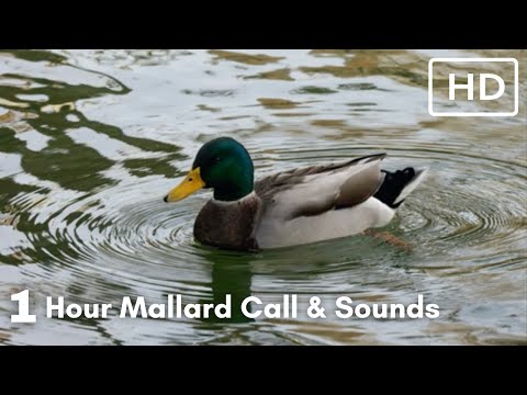 Mallard call — kvákanie kačice divej (Anas platyrhynchos)