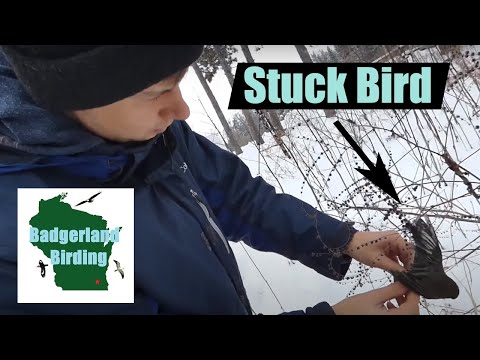 Dark-eyed Junco Rescue! (Stuck in Plant?!)