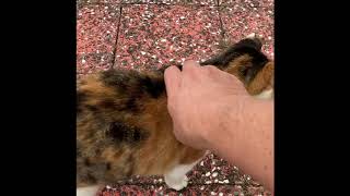 2020 December 横浜DeNaベイスターズ春季一軍キャンプ地 宜野湾野球場に行ってみた Okinawa, Ginowan baseball Stadium