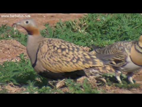 Ortega ( Pterocles orientalis ) Black-bellied Sandgrous