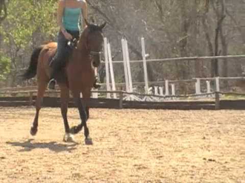 Namela Horse for Sale - El Bashir Under Saddle