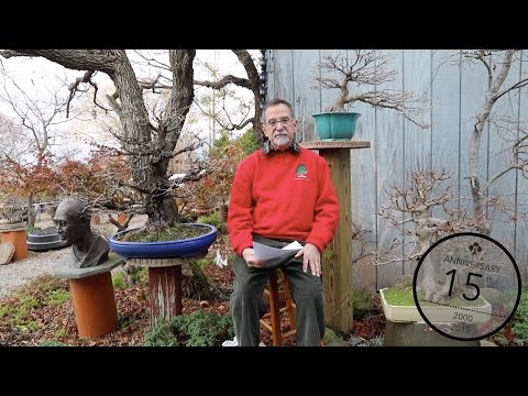 Japanese Maple Bonsai techniques, William Valavanis