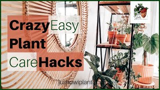 2021 Plant Care For Beginners; Tips & Hacks To Make Taking Care Of  Houseplants Easy