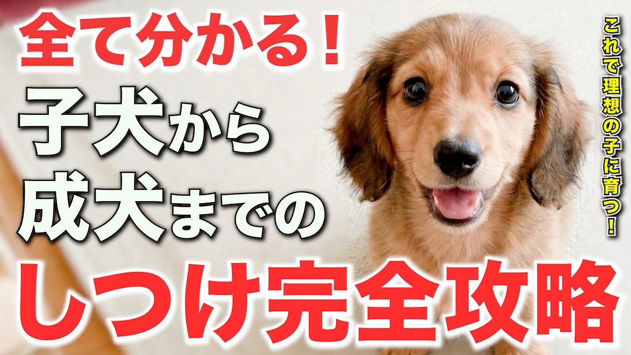 【この動画で全て分かる】子犬から成犬までのしつけロードマップ【0日目〜成犬】