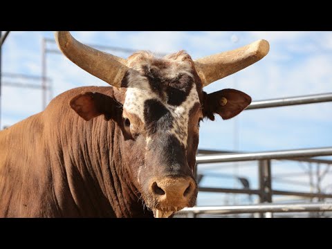 PBR Legend: Bushwacker