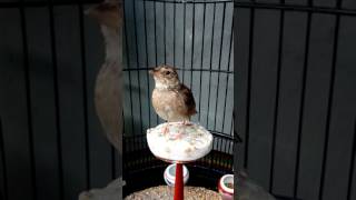 Download lagu Branjangan parva/ntb (S) mp3 Download lagu Branjangan parva/ntb (S) mp3