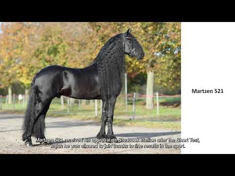 KFPS stamboekhengst Martzen 521