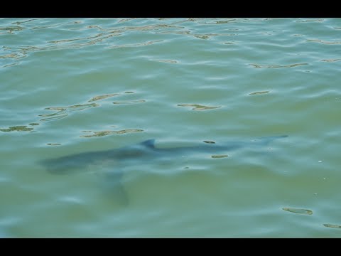 Las Excursiones para ir a ver tiburones de están de moda en el Sur de California