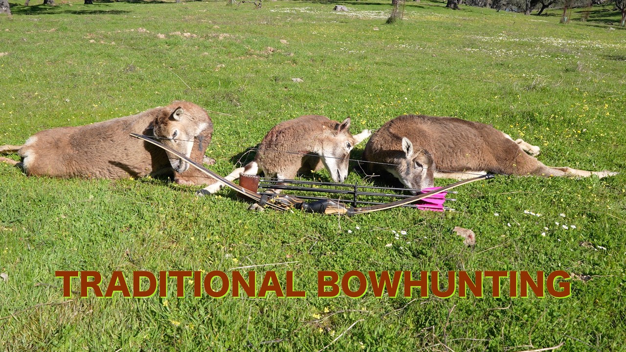TRADITIONAL BOWHUNTING, Monteria (muflones con arco)