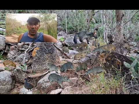 OLHA SÓ ESSE MONTE DE BICHOS NESSE LOCAL!  VOCÊ IRÁ CONHECER UM POR UM PELO NOME