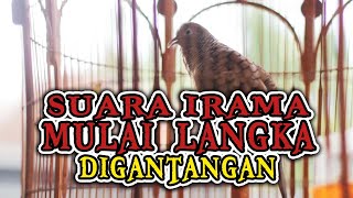 Download lagu PERKUTUT lokal GACOR irama MULAI langka PAKEM mataram ASLI mp3