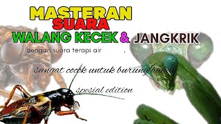 Download lagu SUARA WALANG KECEK JANGKRIK VARIASI EFEK GEMERCIK AIR MENGALIR mp3 Download lagu SUARA WALANG KECEK JANGKRIK VARIASI EFEK GEMERCIK AIR MENGALIR mp3