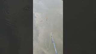 Download lagu buih nya seperti buaya😱😱😱 mp3