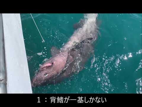 ＃005 カグラザメ DeepSea Channel