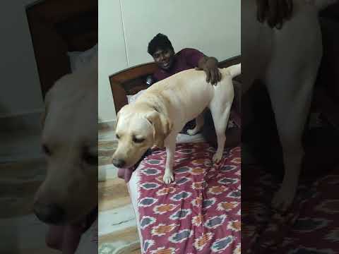 dogs may turn cute to harsh if not dealt good