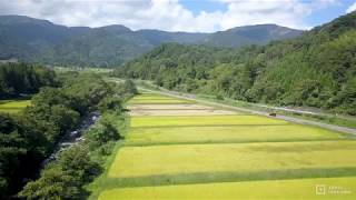 秋の田園風景をドローン撮影-Niigata,Japan