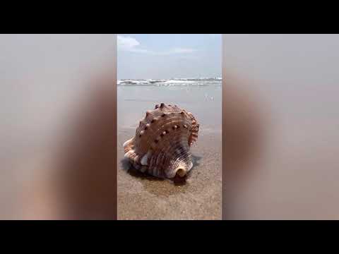 Beaches of Pondy🤩