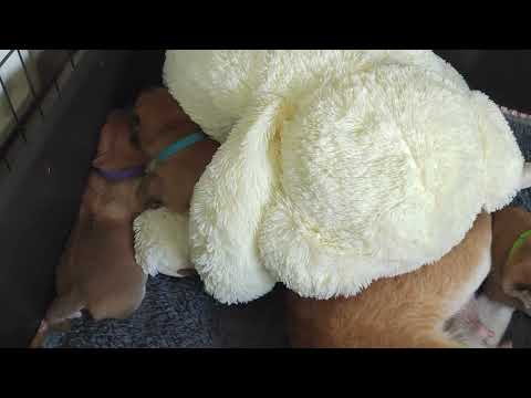 Kumi's puppies are two weeks old now.