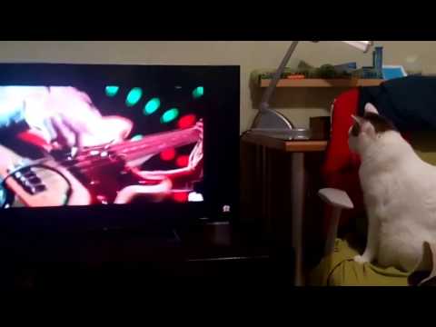 Cat listening to Freddie Mercury!