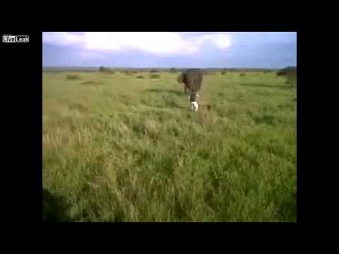 Drunk Man Charges Huge Elephant