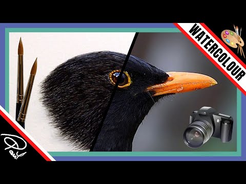 Black Feathers are NOT Painted with JUST BLACK Paint!