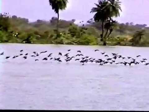 A Gambia River Excursion Movie 1990