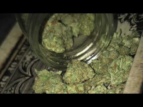 Bandlife Bo x Cookie Jar