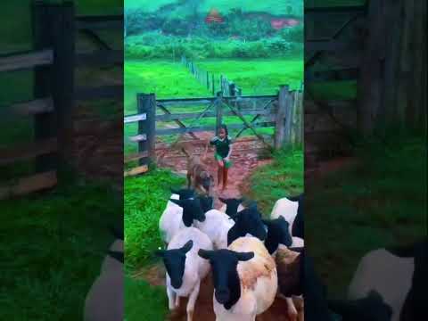 Itanhomi #shorts