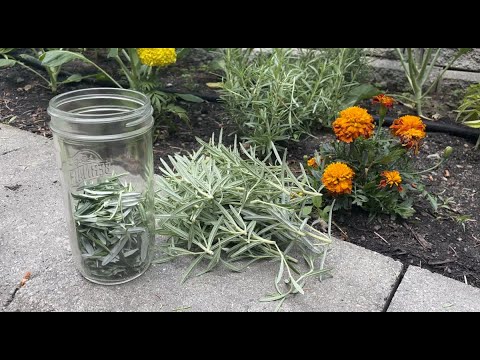 How to preserve rosemary to taste fresh for months!