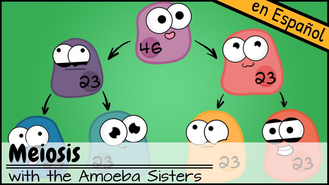 Meiosis