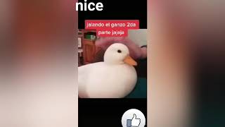 Jalando el ganzo