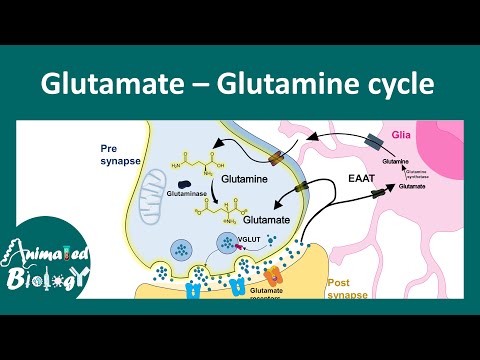 Glutamate-Glutamine cycle | Astrocyte in glutamate-glutamine metabolism