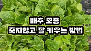 배추 모종 죽지 않고 잘 키우는방법 