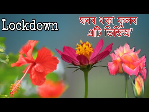 My Home Flowers || Edit & Camera by Khagendra Rabha || Corona Virus, StaySafe StayHome