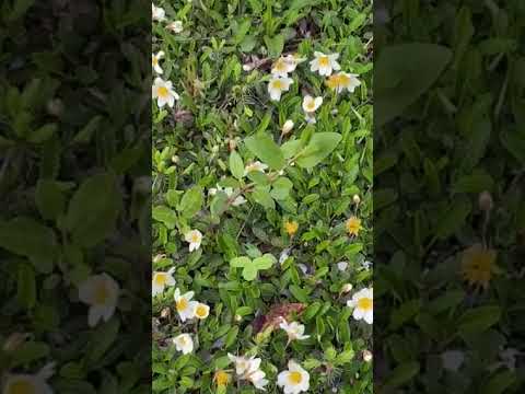 varied views and flora near camp