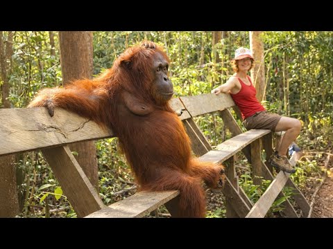 Discover the Funniest Monkey on Earth 😂 Funny Animal Videos!
