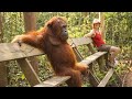 Discover the Funniest Monkey on Earth 😂 Funny Animal Videos!