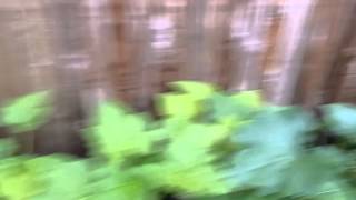 Nugent garden update.