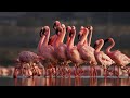 Graceful Guardians The Enigmatic Lesser Flamingo