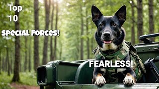 Top 10 FEARLESS Dogs in Special Forces!🐕‍🦺💪