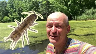 Water slaters in NYC Central park lakes