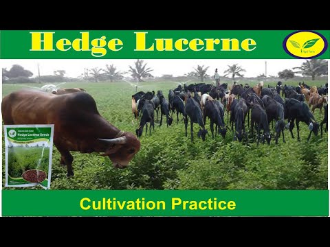 Hedge Lucerne / Velimasal / Desmanthus fodder seeds for Cultivatoin