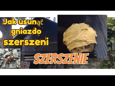 Jak usunąć gniazdo szerszeni.   Szybko i sprawnie.
