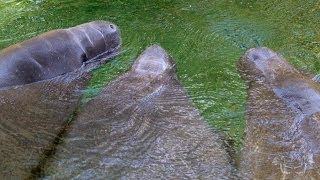preview picture of video 'NatGeo Filming Florida Manatee'