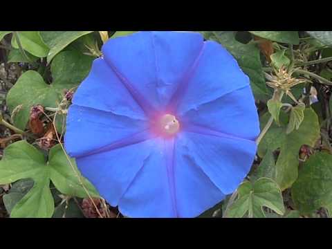 Enredadera: Ipomoea indica