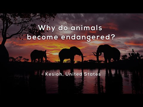 Why do animals become endangered