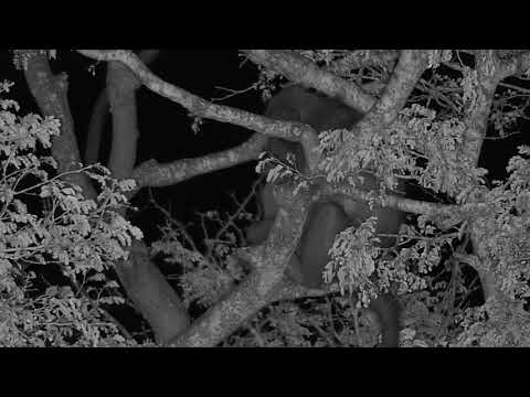 Djuma: Sleeping Baboon - 23:25 - 04/06/19